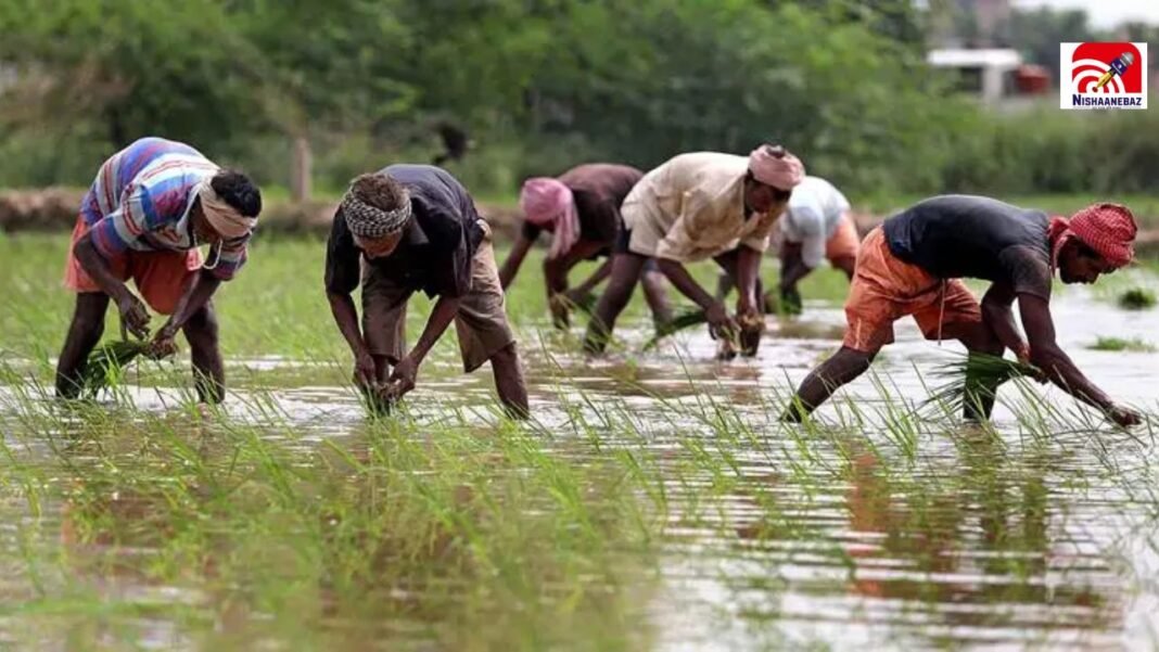 CG Rain Alert: भारी बारिश के बाद कई जिलों में बढ़ी मुश्किलें, धान की बुवाई पर पड़ा असर, आज से राहत के संकेत CG Rain Alert: भारी बारिश के बाद कई जिलों में बढ़ी मुश्किलें, धान की बुवाई पर पड़ा असर, आज से राहत के संकेत