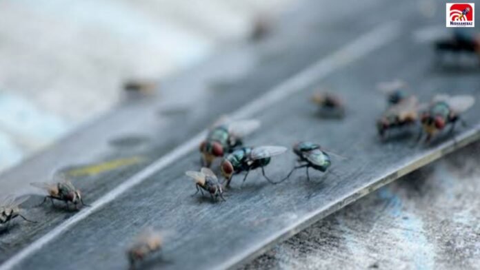 flies