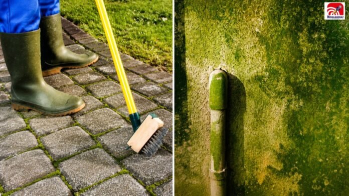 moss clean