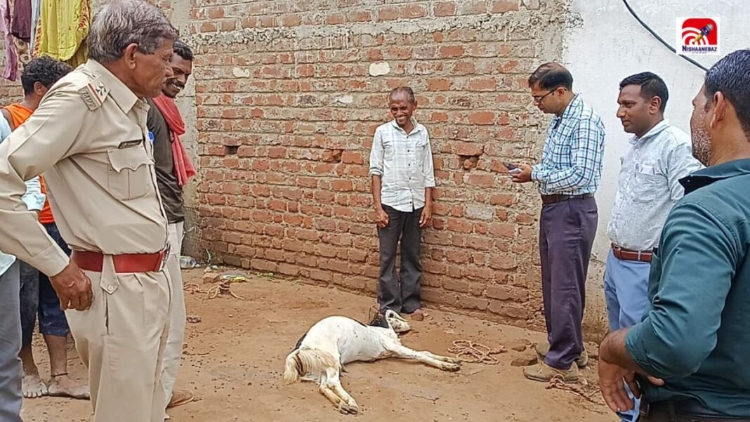 MP News: ओंकारेश्वर में आधी रात तेंदुए की दस्तक, घर के बाहर बंधी बकरी पर हमला MP News: ओंकारेश्वर में आधी रात तेंदुए की दस्तक, घर के बाहर बंधी बकरी पर हमला