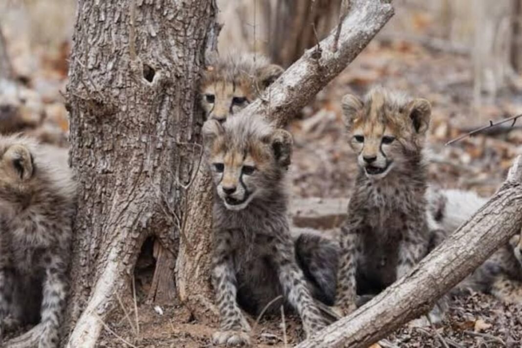 Kuno National Park News: ‘चीता प्रोजेक्ट’ में फर्जीवाड़े के गंभीर आरोप, चीतों के मीट और बकरा सप्लाई में करोड़ों का घोटाला! EOW तक पहुंची शिकायत Kuno National Park News: ‘चीता प्रोजेक्ट’ में फर्जीवाड़े के गंभीर आरोप, चीतों के मीट और बकरा सप्लाई में करोड़ों का घोटाला! EOW तक पहुंची शिकायत