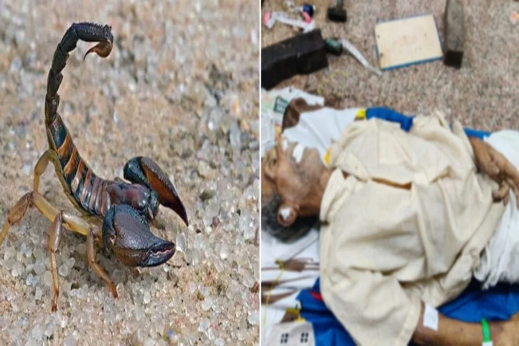 Bhakhara Scorpion Sting Tragedy: खेत में काम कर रहे बुजुर्ग किसान की बिच्छू के डंक से मौत; धमतरी में मचा मातम Bhakhara Scorpion Sting Tragedy: खेत में काम कर रहे बुजुर्ग किसान की बिच्छू के डंक से मौत; धमतरी में मचा मातम