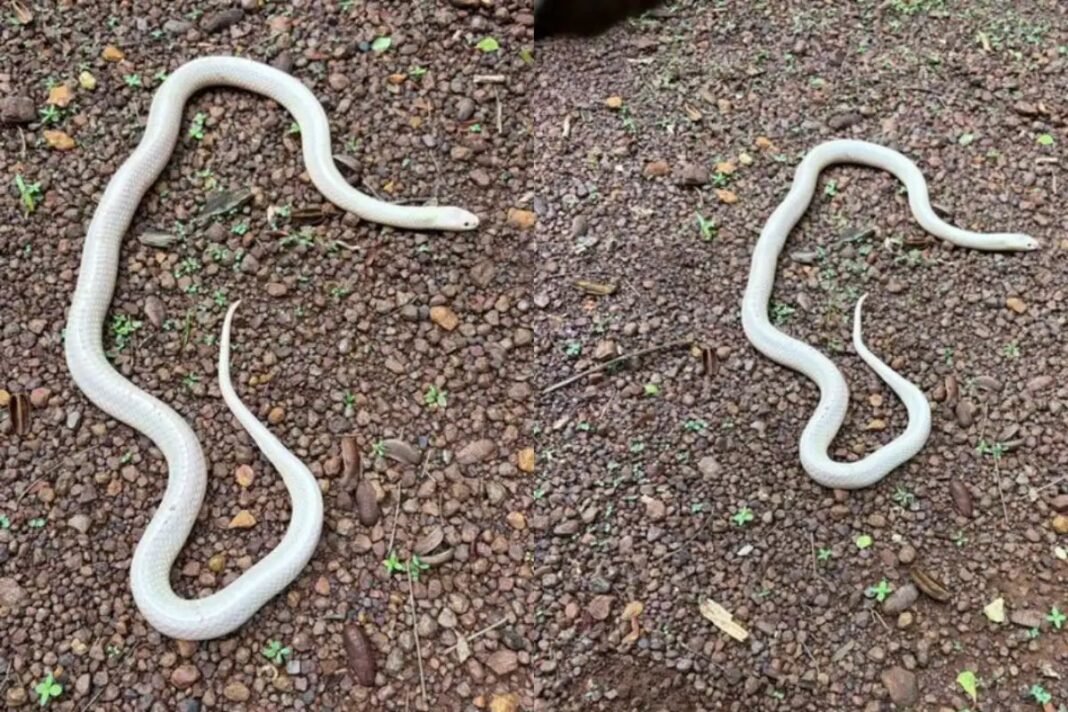Rare Leucistic Krait Rescue in Durg: दुर्ग के चरोदा में मिला अत्यंत दुर्लभ श्वेतवर्णी (ल्यूसिस्टिक) करैत; वन विभाग ने किया सुरक्षित रेस्क्यू Rare Leucistic Krait Rescue in Durg: दुर्ग के चरोदा में मिला अत्यंत दुर्लभ श्वेतवर्णी (ल्यूसिस्टिक) करैत; वन विभाग ने किया सुरक्षित रेस्क्यू