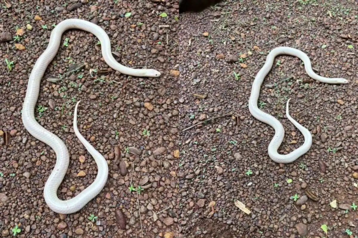 Rare Leucistic Krait Rescue in Durg: दुर्ग के चरोदा में मिला अत्यंत दुर्लभ श्वेतवर्णी (ल्यूसिस्टिक) करैत; वन विभाग ने किया सुरक्षित रेस्क्यू