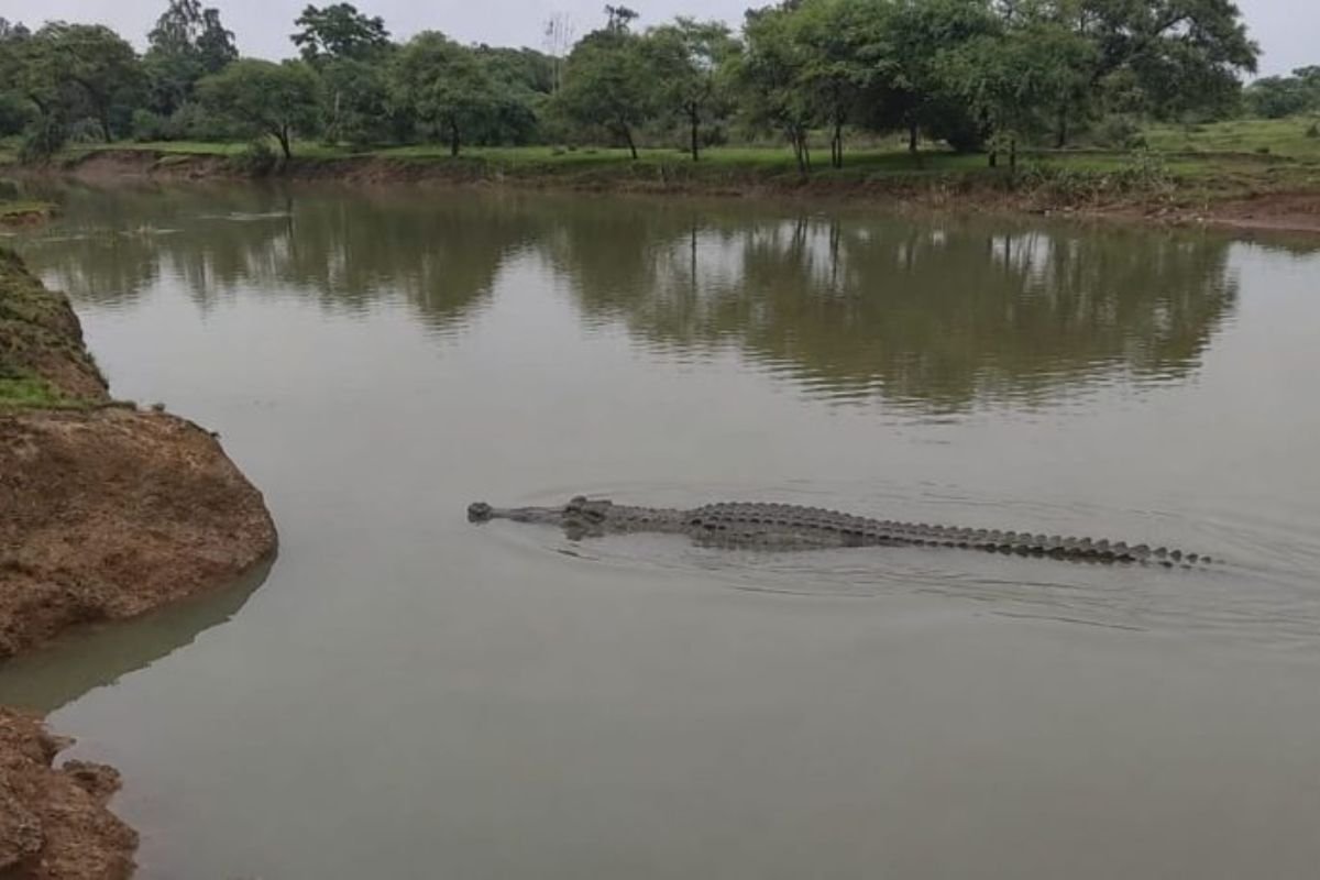 Gharial Spotted in Balodabazar: बलौदाबाजार के खोरसी नाले में दिखा घड़ियाल; ग्रामीणों में दहशत, वन विभाग की टीम ने संभाला मोर्चा
