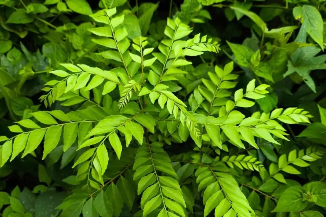 Curry Leaf Plant Care Tips: करी पत्ते के पौधे की दोगुनी ग्रोथ के लिए रखें इन बातों का ध्यान; जानिए धूप, पानी और खाद का सही तरीका Curry Leaf Plant Care Tips: करी पत्ते के पौधे की दोगुनी ग्रोथ के लिए रखें इन बातों का ध्यान; जानिए धूप, पानी और खाद का सही तरीका