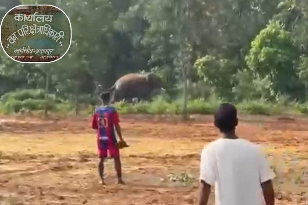 Pratappur Forest Range: भीड़ देखते ही आक्रामक हुआ जंगली हाथी, जान बचाने के लिए भागे लोग Pratappur Forest Range: भीड़ देखते ही आक्रामक हुआ जंगली हाथी, जान बचाने के लिए भागे लोग
