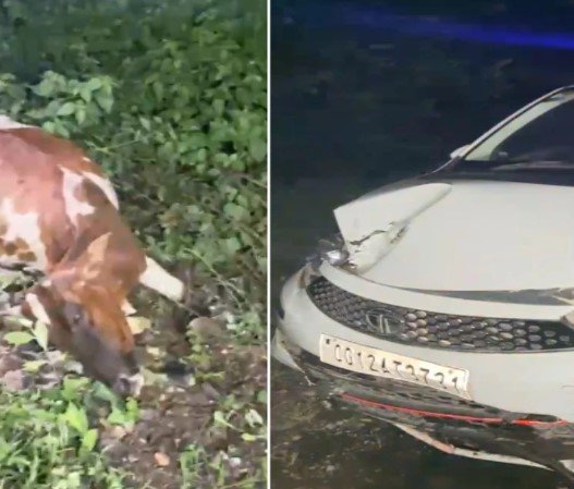 Korba Accident: तेज रफ्तार का कहर: नशे में कार चालक ने 4 मवेशियों को मारी टक्कर, 3 की मौत; कार्रवाई की मांग