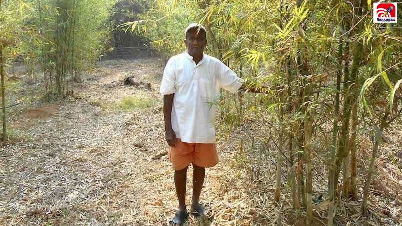 Bamboo Farming: बांस की खेती से लाखों की कमाई! कमाई का आंकड़ा देखकर चौंक जाएंगे किसान