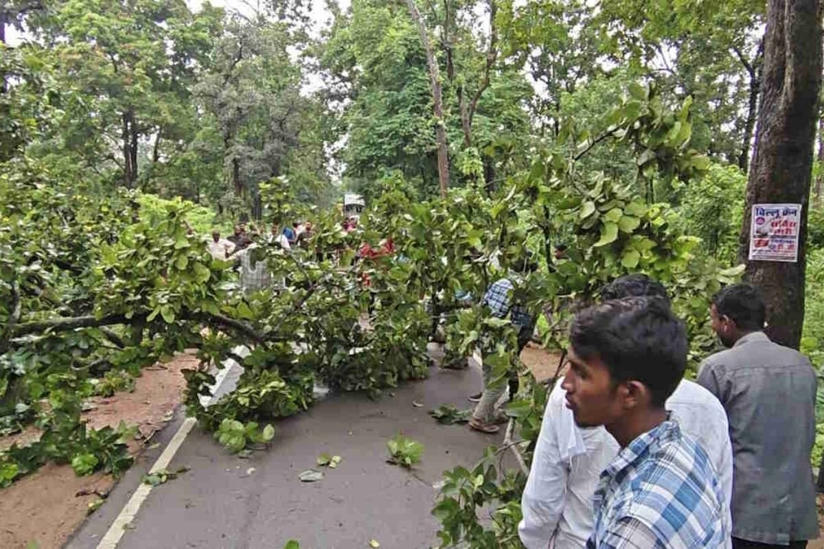 NH 130C Traffic Jam: जुगाड़ के पास धराशाई हुआ पुराना पेड़, सूचना के बाद सड़क से बाधा हटाने में जुटी वन विभाग की टीम
