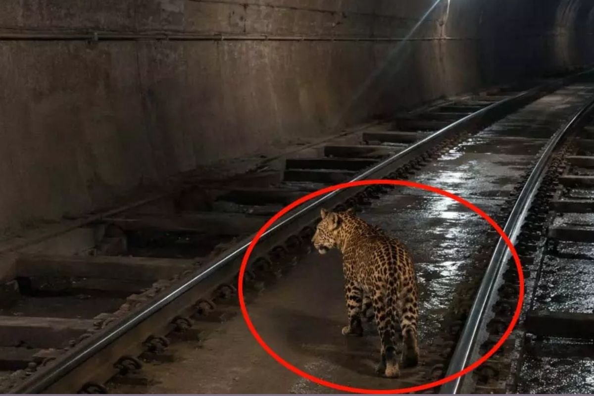 Leopard In Railway Tunnel GPM: खोंगसरा-भनवारटंक रेलखंड की सुरंग में बेखौफ घूमता दिखा तेंदुआ: लोको पायलट ने बनाया वीडियो, वायरल