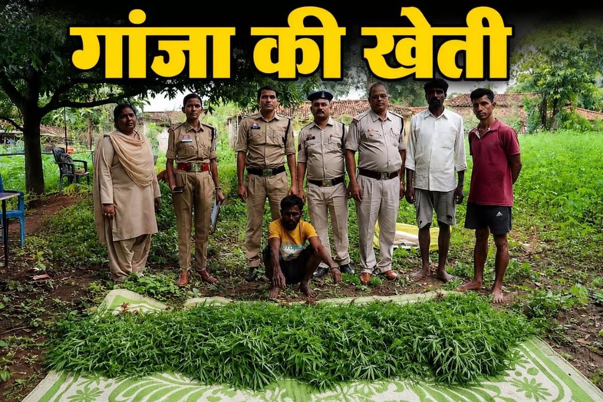 Kanker Police Illegal Cannabis Cultivation Seizure: 4 लाख रुपये से अधिक के गांजे के पौधे जब्त: कांकेर के भरसा तरहुल गांव में पुलिस की बड़ी कार्रवाई