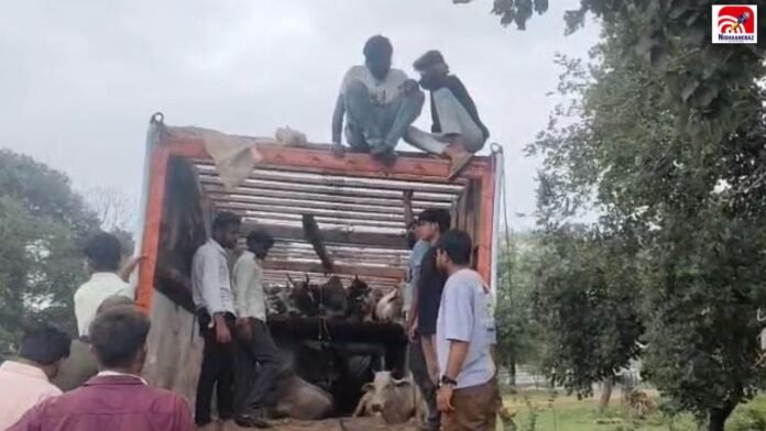 cow
