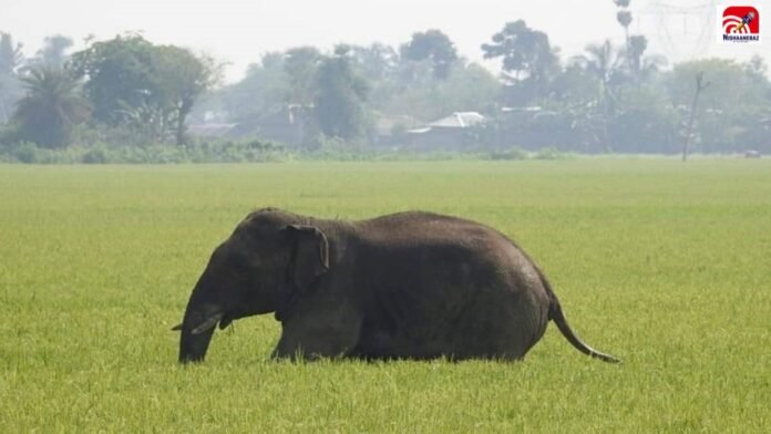 elephant