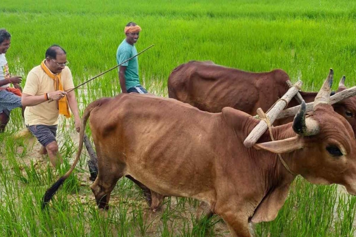 CM Vishnu Deo Sai Ploughing Field In Jashpur: जशपुर में खेत पर उतरे सीएम विष्णुदेव साय: बगिया स्थित अपने खेतों में खुद चलाया हल, बियासी की परंपरा निभाई