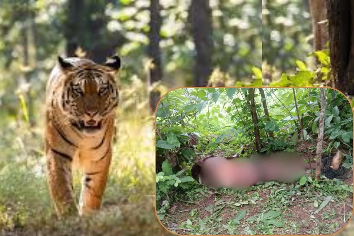 Tiger Terror Kanker Maharashtra Border: कांकेर-महाराष्ट्र सीमा पर बाघ की दहशत: हमले में एक युवक की मौत, पीवी-19 में अलर्ट