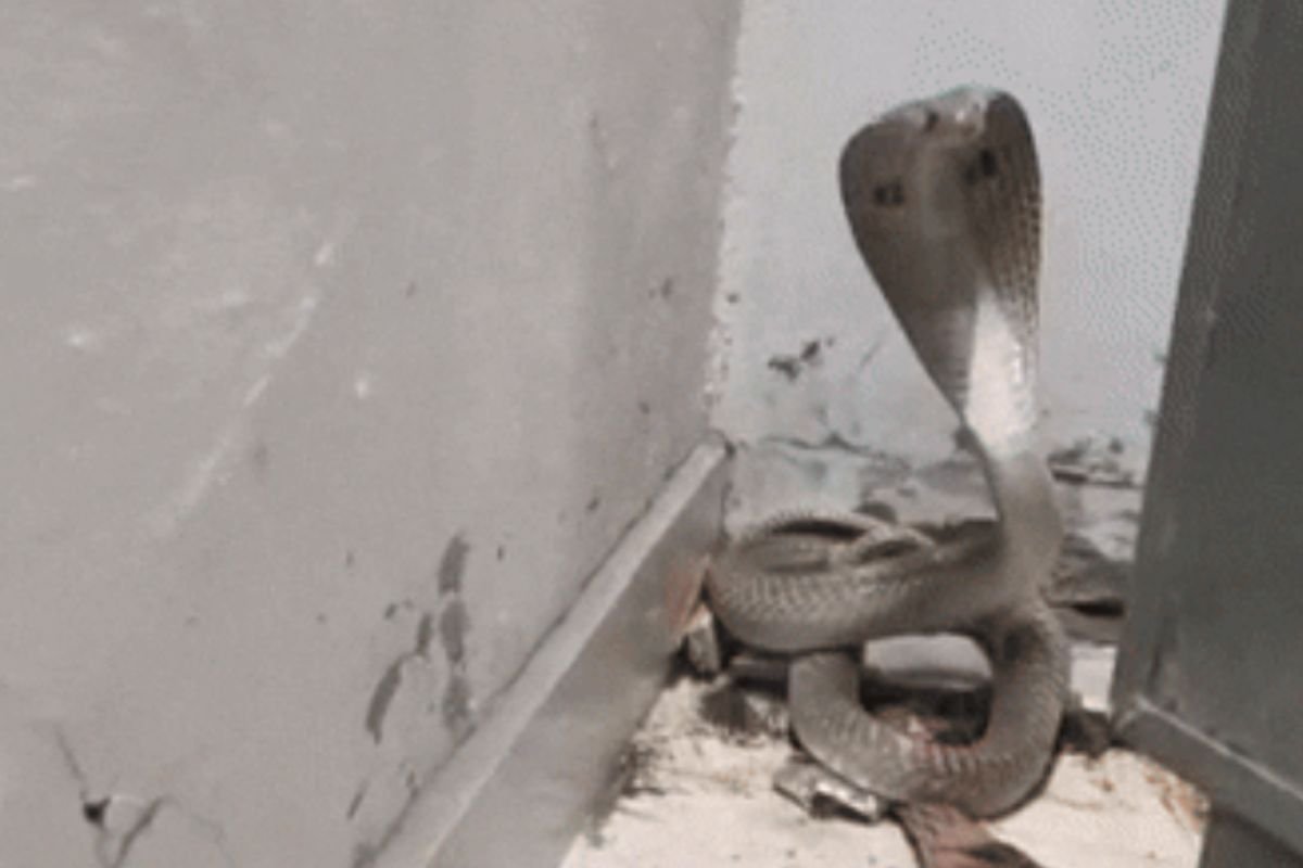 Dhamtari Snake Rescue News: धमतरी में बड़ा हादसा टला: स्कूल की प्रयोगशाला से पकड़ा गया 5 फीट लंबा कोबरा, देखें रोमांचक रेस्क्यू