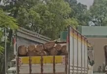 Betul News: जंगल से सागौन की अवैध कटाई, 16 लट्ठों से भरी छोटा हाथी पकड़ी; 7 आरोपी धराए Betul News: