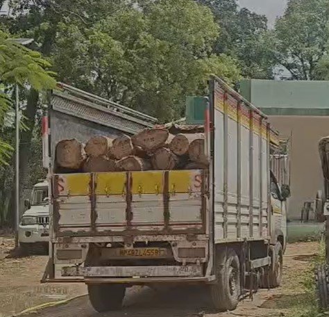 Betul News: जंगल से सागौन की अवैध कटाई, 16 लट्ठों से भरी छोटा हाथी पकड़ी; 7 आरोपी धराए
