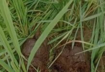 Umaria News: रात के अंधेरे में खेतों में उतरा हाथियों का झुंड, रायपुर में धान की फसल रौंदी Umaria News