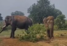 Mauganj News: मखना हाथी की मौत के बाद आक्रामक हुए जंगली हाथी का 3 दिन बाद सफल रेस्क्यू, बांधवगढ़ भेजा गया Mauganj News