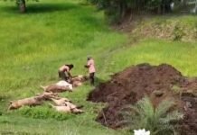 Bhanupratappur News: ट्रेन और ट्रक की चपेट में आने से 14 मवेशियों की मौत, पशुपालक को मुआवजा देने की कार्रवाई शुरू Bhanupratappur News