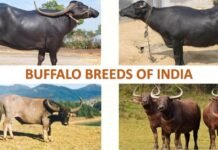 Dairy Farming: कौन सी भैंस देंगी सबसे ज्यादा दूध? ये नस्लें बेस्ट, डेयरी बिजनेस के लिए काम की टिप्स