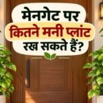 Money Plant Vastu