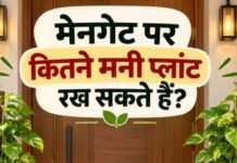 Money Plant Vastu: घर के मेन गेट पर कितने मनी प्लांट लगाने चाहिए? जानें वास्तु के अनुसार सही नियम और फायदें Money Plant Vastu