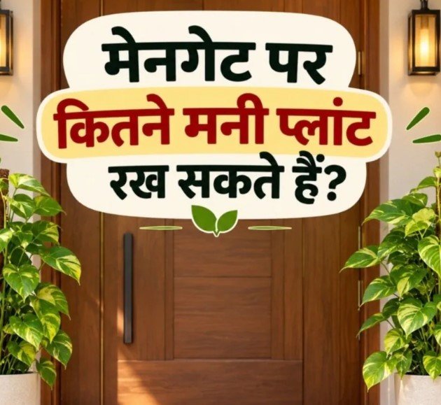 Money Plant Vastu Money Plant Vastu