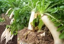 Farming: किसानों के लिए काम की खबर! खेती से बढ़ानी है आमदनी तो इन 5 सब्जियों की करें बुवाई