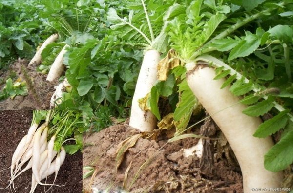 Farming: किसानों के लिए काम की खबर! खेती से बढ़ानी है आमदनी तो इन 5 सब्जियों की करें बुवाई