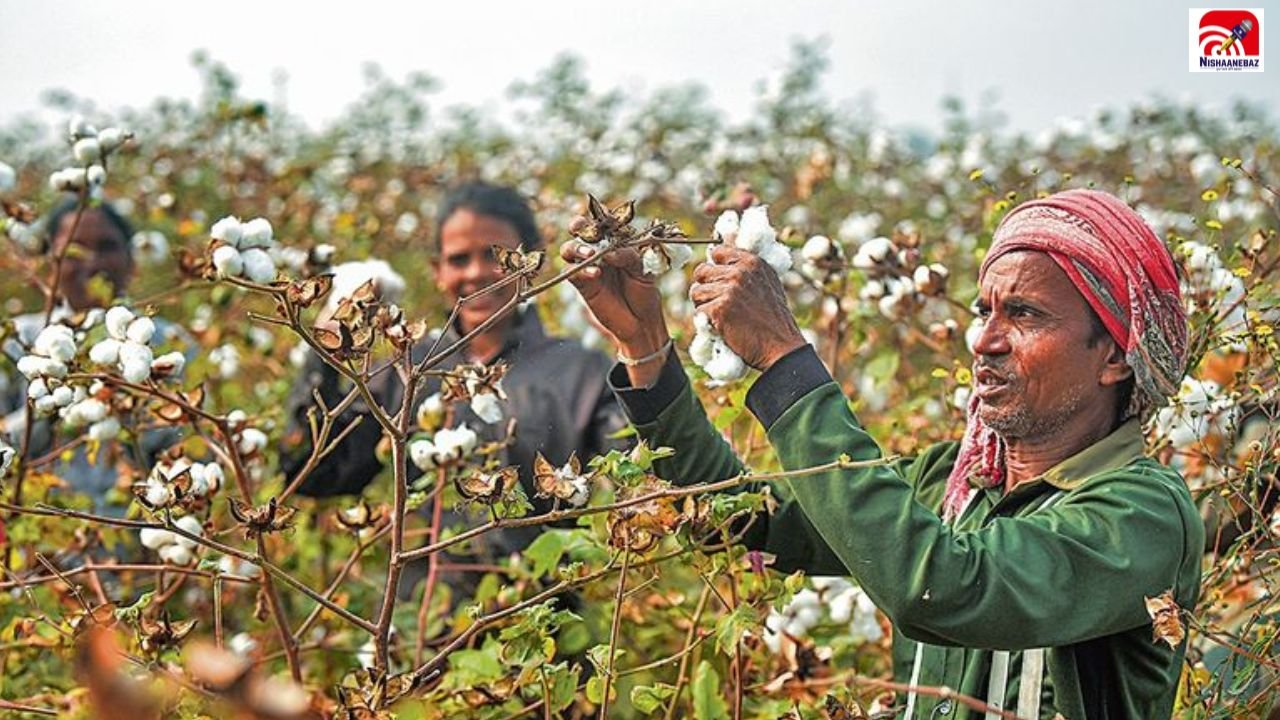 Haryana Subsidy: कपास किसानों को ₹4,000 तक सब्सिडी, 15 सितंबर तक करना होगा ये काम, जानें पूरी प्रक्रिया