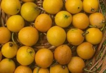 American Fruit Lemon Drop Mangosteen: बस्तर में उगा अमेरिका का दुर्लभ फल; लेमन ड्रॉप मैंगोस्टैन की खेती में सफलता