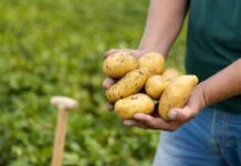 Potato Crop September sowing guide: 15 से 20 सितंबर के बीच तैयार करें खेत; 70-80 दिन में तैयार होगी अगेती आलू की फसल