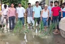 Bhind Shastri Nagar Waterlogging Protest: भिंड की पॉश कॉलोनी की सड़क बनी ‘खेत’, जलभराव से परेशान रहवासियों ने रोपी धान की पौध