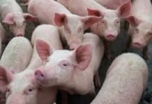 Bhatapara Swine Fever Outbreak: भाटापारा के पिग फार्म हाउस में स्वाइन फीवर की दस्तखत से 40 सूअरों की मौत