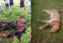 Katni Natural Disaster Leopard Dead Lightning Attack: कटनी में कुदरत का कहर! तेंदुआ मृत मिला, बिजली गिरने से 8 बकरियों की मौत, चरवाहा झुलसा