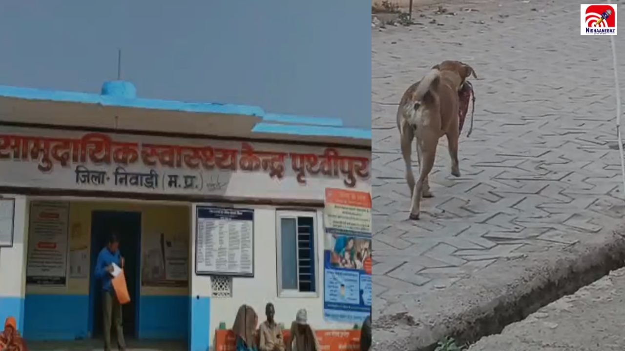 MP News: पृथ्वीपुर CHC में आवारा कुत्ते का आतंक! प्रसव के बाद निकले अवशेष को नोचता दिखा, VIDEO ने मचाई हलचल