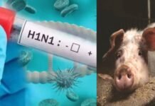 MP H1N1 Cases: मध्यप्रदेश में स्वाइन फ्लू से तीसरी मौत, भोपाल में बुजुर्ग ने तोड़ा दम
