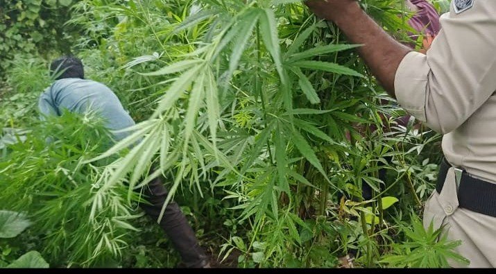 Khandwa Ganja Cultivation Bust: खंडवा के अडाखेड़ा में गांजे की खेती का भंडाफोड़, खेत से 17 किलो गांजा जब्त