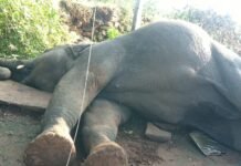 Mauganj Elephant Death Accident: मऊगंज के मलकपुर में करंट लगने से मादा हाथी की दर्दनाक मौत
