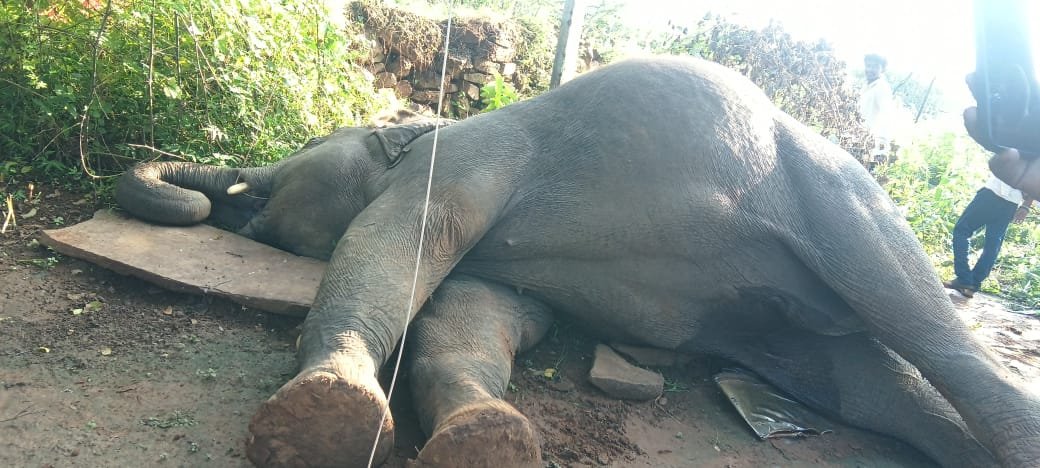 Mauganj Elephant Death Accident: मऊगंज के मलकपुर में करंट लगने से मादा हाथी की दर्दनाक मौत