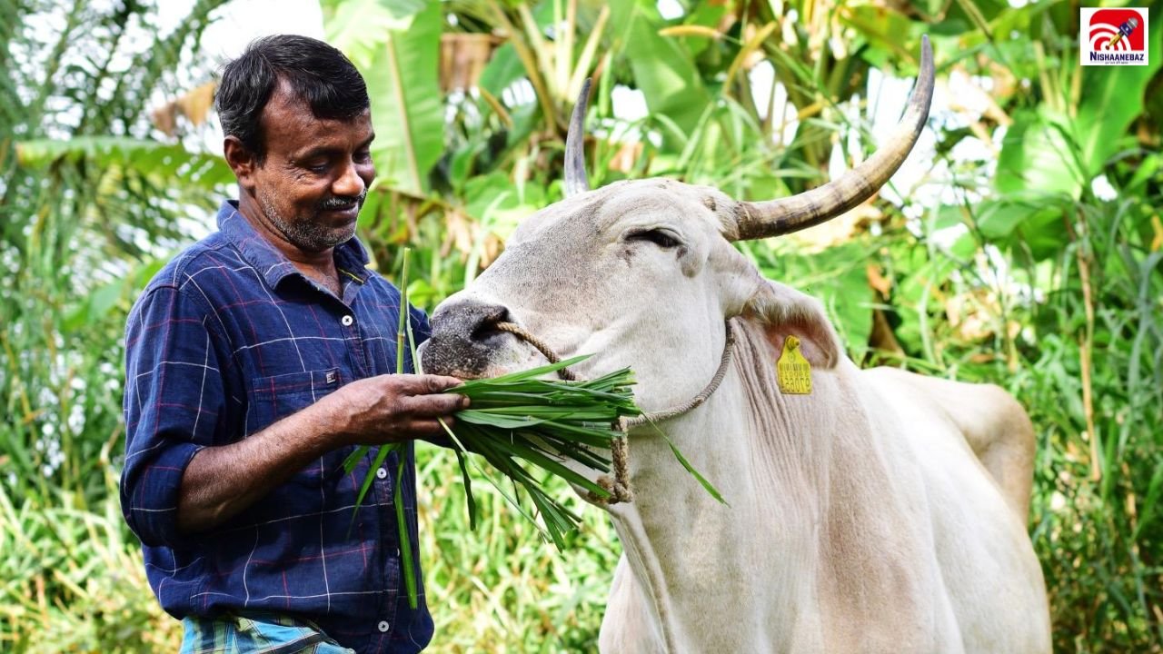 अक्टूबर की ठंड से पहले किसान, पशुओं की ऐसे करें देखभाल, चारा, टीकाकरण से लेकर बीमा तक रखें ध्यान