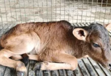 लैब में तैयार हुई चमत्कारिक बछिया, पहाड़ की शान ‘बद्री गाय’ को मिली एक नई जिंदगी!