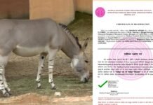 MP News: गधे के नाम जारी हुआ नर्सिंग रजिस्ट्रेशन सर्टिफिकेट, मचा हड़कंप! MPNRC ने दी सफाई