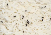 Kitchen Tips: चावल में लग गए हैं काले कीड़े? अपनाएं ये असरदार घरेलू टिप्स, हमेशा रहेंगे फ्रेश