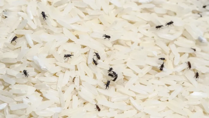 home-remedies-to-keep-keede-away-from-rice-1750586511575