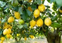 Gardening Tips: नींबू की हर डाल पर दिखेंगे फूल और फलों के गुच्छे, बस फ्लावरिंग के समय करें ये छोटा सा काम