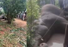 MP News: मऊगंज में हाथी की मौत से हड़कंप, सूंड में फंसा करंट का तार और मौके पर थम गई सांसें